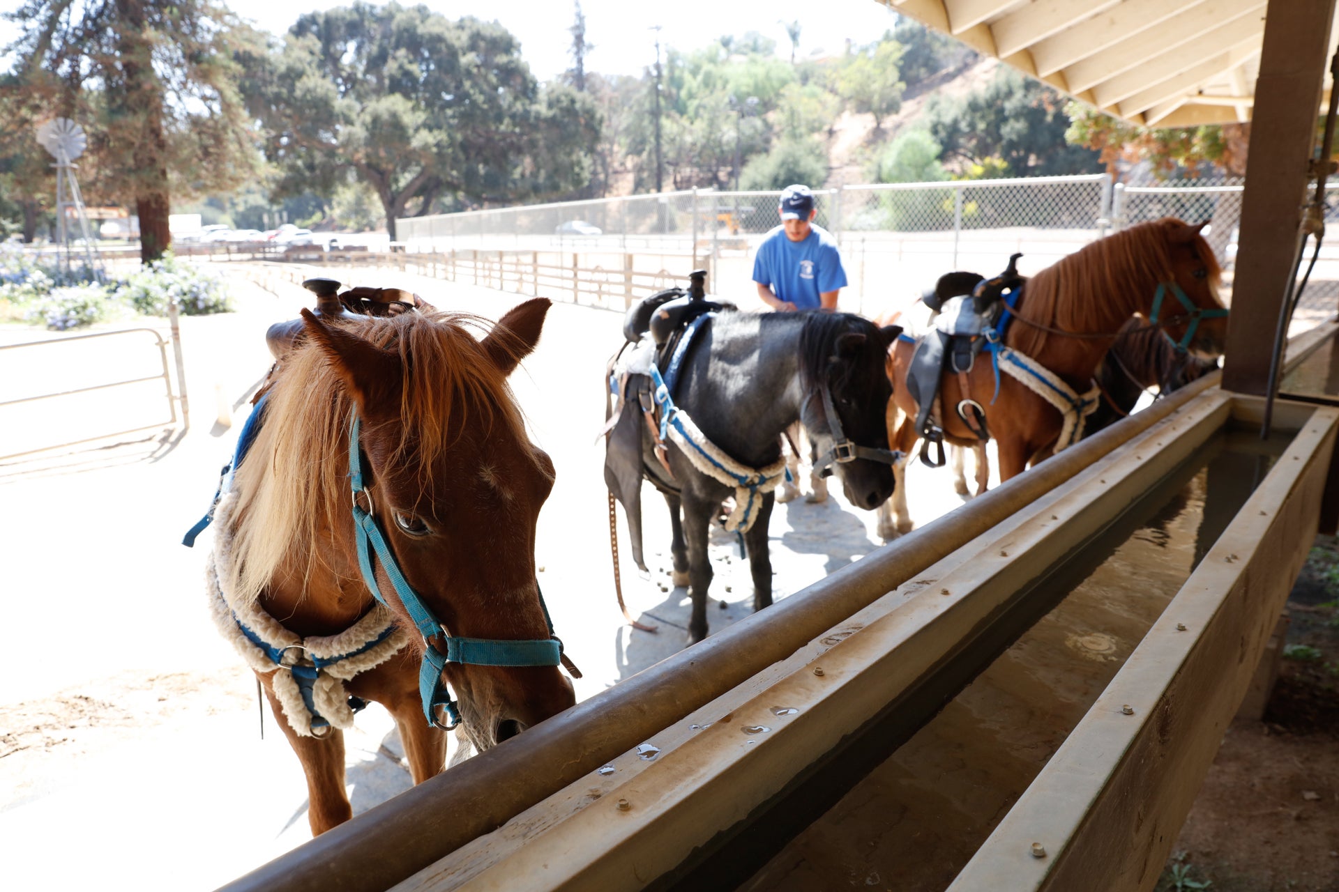 The Guide to Griffith Park in Los Angeles Discover Los Angeles